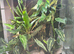 Proven Azureus breeding pair + established bioactive vivarium &pound;400
