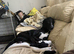 Greyhound x Border Collie