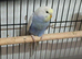 Female Rainbow Budgie