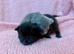 Roagdoll cross maincoon kittens