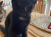 Beautiful black tabby kittens