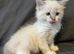 Last boy STORM pure ragdolls ready now stunning