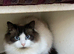 Bi-colour Ragdoll Male