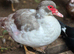 Muscovy ducks females
