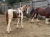 Outstanding geldings for sale