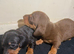 Beautifully dauchaund boys, ready 12th of aug.