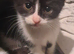 Kittens for sale