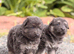 KC Registered Isabella, Blue & Tan German Shepherd Puppies