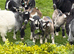 6 Pygmy goat kids for sale