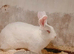 Continental giant rabbits