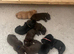 Beautiful Labrador Retriever puppies.