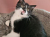 Gorgeous tuxedo kitten ready 5th July