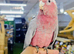 Baby Galah Cockatoo Hand reared available