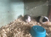 Baby Guinea pigs for sale