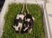 pet mice delivery available
