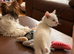 Beautiful white kitten