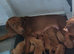 ( READY TO GO )KC hungarian vizsla puppies for sale ( ready to go 13th June)