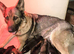 German Shepherd puppies