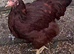 2 quality traditional rhode Island red females