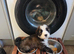 1 beautiful girl tibetan terrier puppies