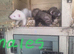 Ferrets kits