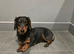 Black and tan long haired female dachshund