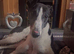 Beautiful male greyhound