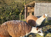 Goup of 3 Llamas