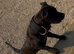 Staffordshire bull terrier female full kc