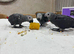 Hand reared african grey baby&rsquo;s
