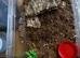 Phormictopus sp. “Green/Gold