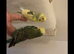 Budgies and cage