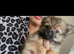 Teacup Pomeranian female