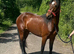 Registered Connemara 3 year old