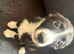 8 week old Collie X puppies &pound;295