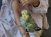 Cuddly Tame Baby Cockatiel