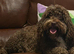 Adult f1 mini cockapoo girl