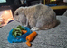 Adult rabbit for rehome