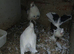 Pigeons for sale