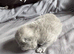 Reduced bsh boy 450