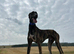 Saluki Collie Greyhound
