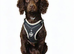 Irish water x cocker spaniel