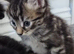 Kittens ready this week :) 2 black kittens available