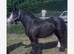 Heavyweight cob mare