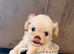 Beautiful Maltipoo Puppies