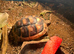 2 year old Herman’s tortoise
