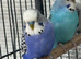 Beautiful mutation of budgies