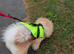 Kc registered chow chow