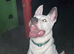Ozzie is looking for a furever home