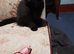 Playful Kitten for sale. 25.00 Pounds.